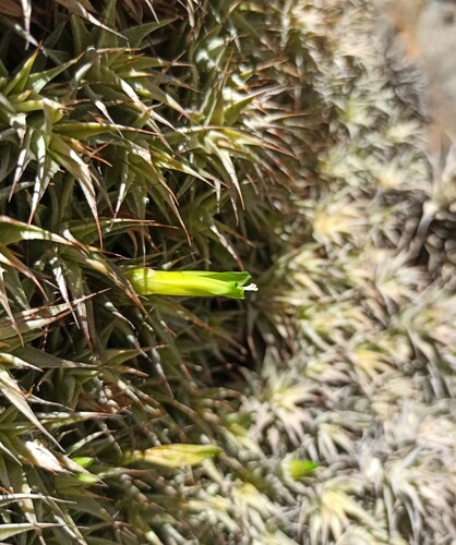 Deuterocohnia brevifolia