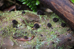 Lycoperdon compactum