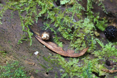 Lycoperdon compactum