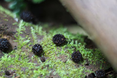 Lycoperdon compactum