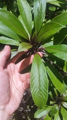 Clermontia parviflora