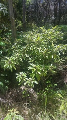 Clermontia parviflora