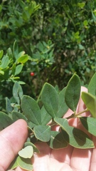 Wikstroemia phillyreifolia
