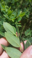 Wikstroemia phillyreifolia