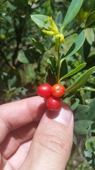 Wikstroemia phillyreifolia