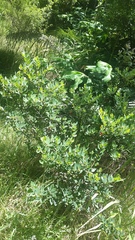 Wikstroemia phillyreifolia
