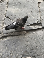 Columba livia domestica