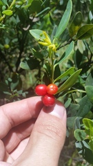 Wikstroemia phillyreifolia