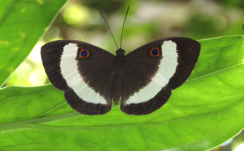 Eurybia latifasciata