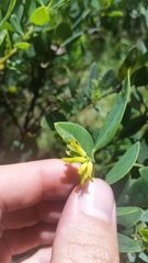 Wikstroemia phillyreifolia