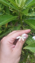 Scaevola chamissoniana