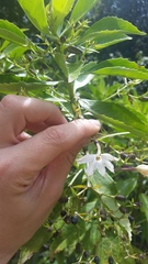 Scaevola chamissoniana