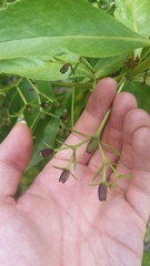 Scaevola chamissoniana
