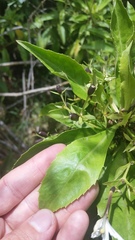 Scaevola chamissoniana