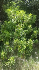 Scaevola chamissoniana