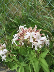 Saponaria officinalis