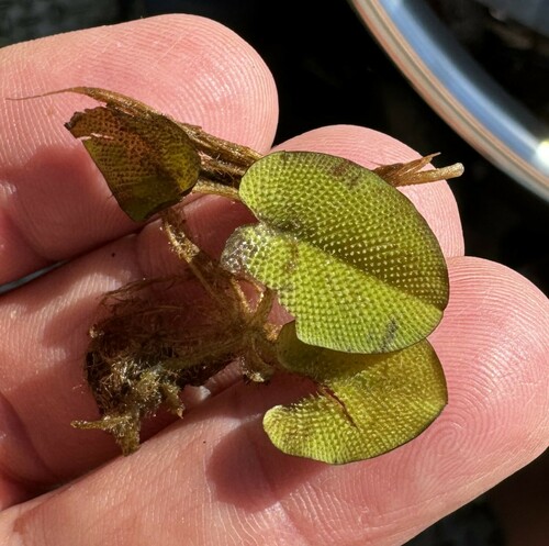 Salvinia molesta iNat (3)