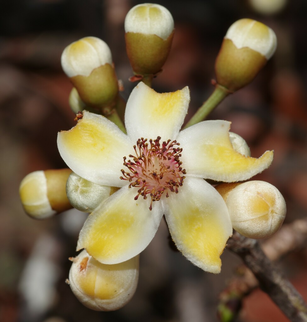 Eriotheca globosa