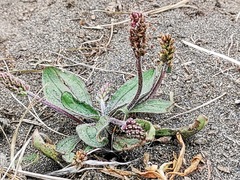 Plantago camtschatica
