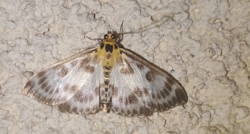 Anania hortulata