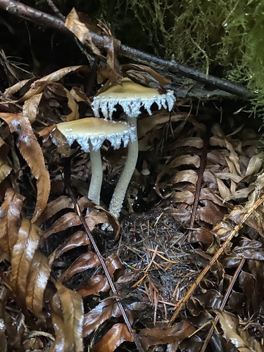 Owingsia PNW01 graham.jpg