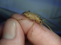 Centrodera