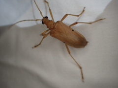 Centrodera