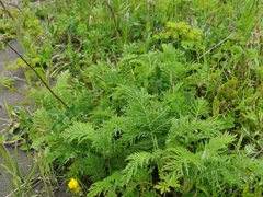 Tanacetum vulgare boreale
