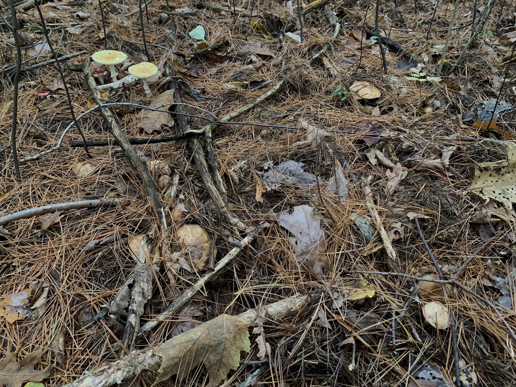 Amanita muscaria<br>14 October, 2024