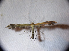 Dejongia lobidactylus