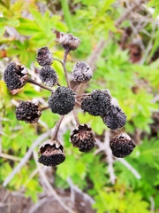 Tanacetum vulgare boreale