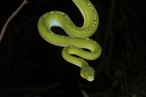 Southern Green Python sighting