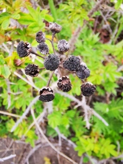 Tanacetum vulgare boreale