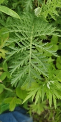 Tanacetum vulgare boreale