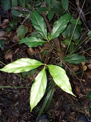 Cissus sterculiifolia