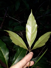 Cissus sterculiifolia
