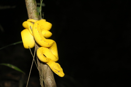 Southern Green Python sighting