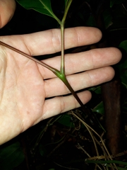 Cissus sterculiifolia