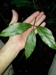 Cissus sterculiifolia