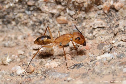 Camponotus coloratusCamponotus coloratus
