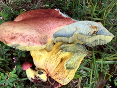 Butyriboletus roseopurpureus