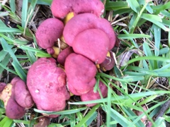 Butyriboletus roseopurpureus