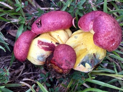 Butyriboletus roseopurpureus