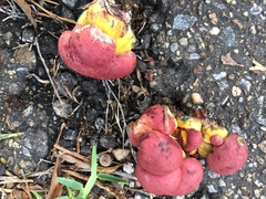 Butyriboletus roseopurpureus