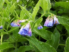 Symphytum × uplandicum