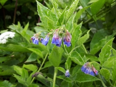 Symphytum × uplandicum