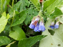 Symphytum × uplandicum