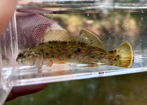 Bluebreast darter (Etheostoma camurum) — Percidae — 5