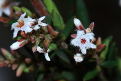 Leucopogon collinus