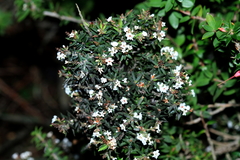 Leucopogon collinus